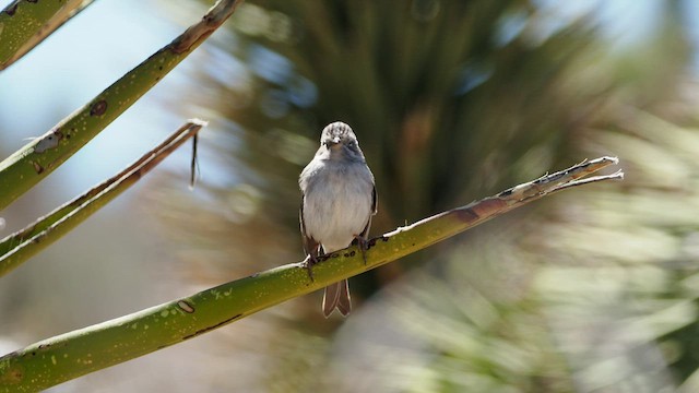 Brewer's Sparrow - ML554475671