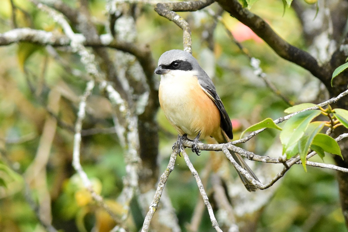 Gray-backed Shrike - ML554476001