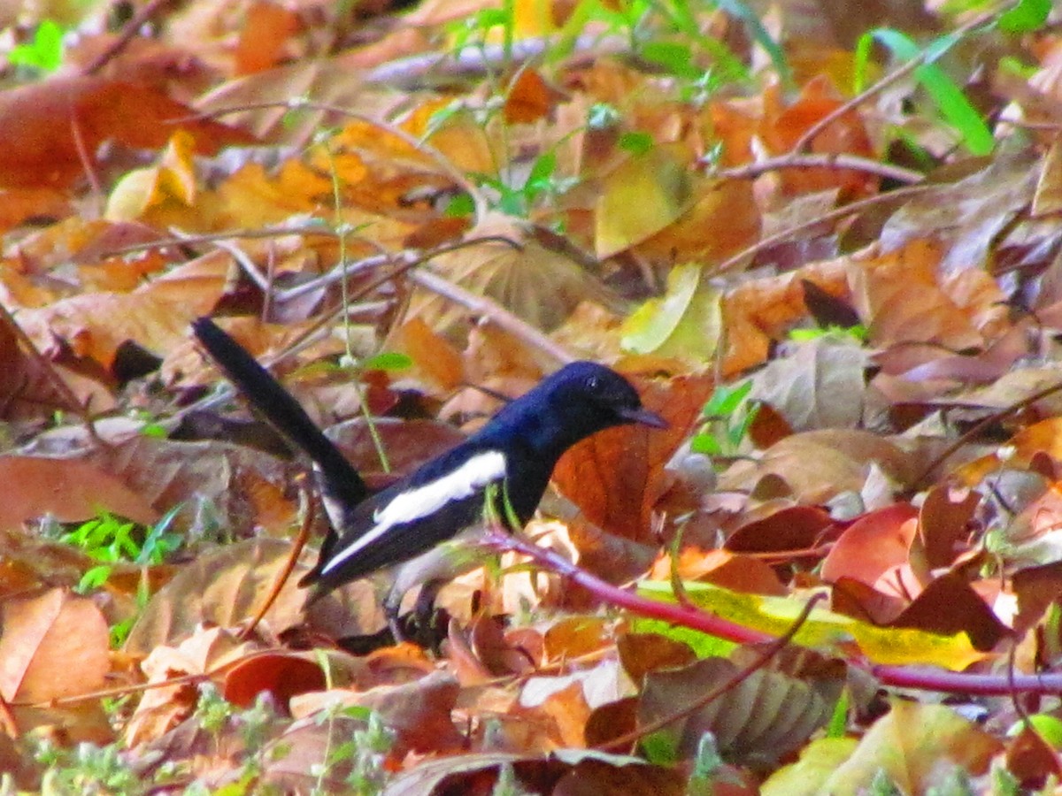 Philippine Magpie-Robin - ML554476341