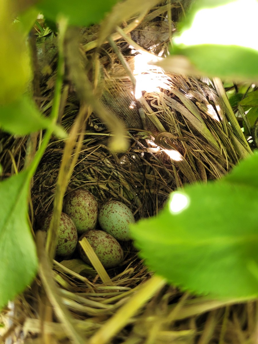 Song Sparrow - ML554477831