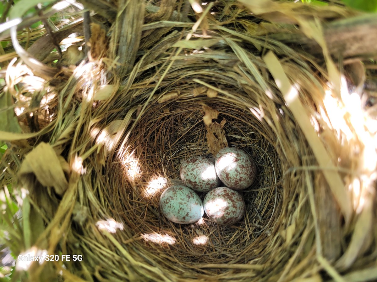 Song Sparrow - ML554477981