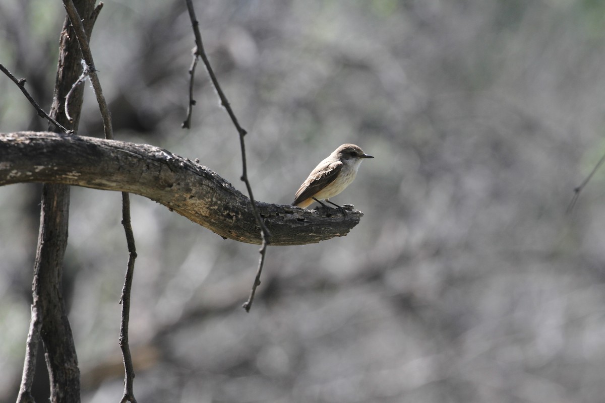 Vermilion Flycatcher - ML554478601