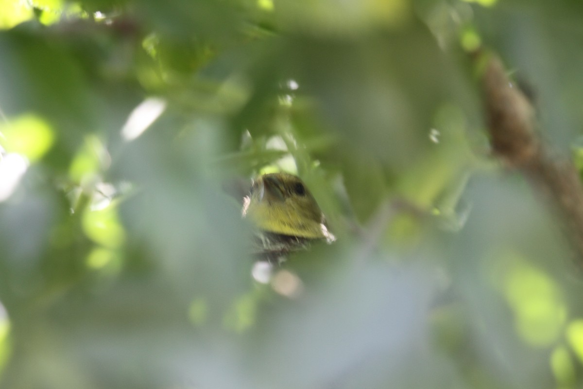 Lesser Goldfinch - ML554478871