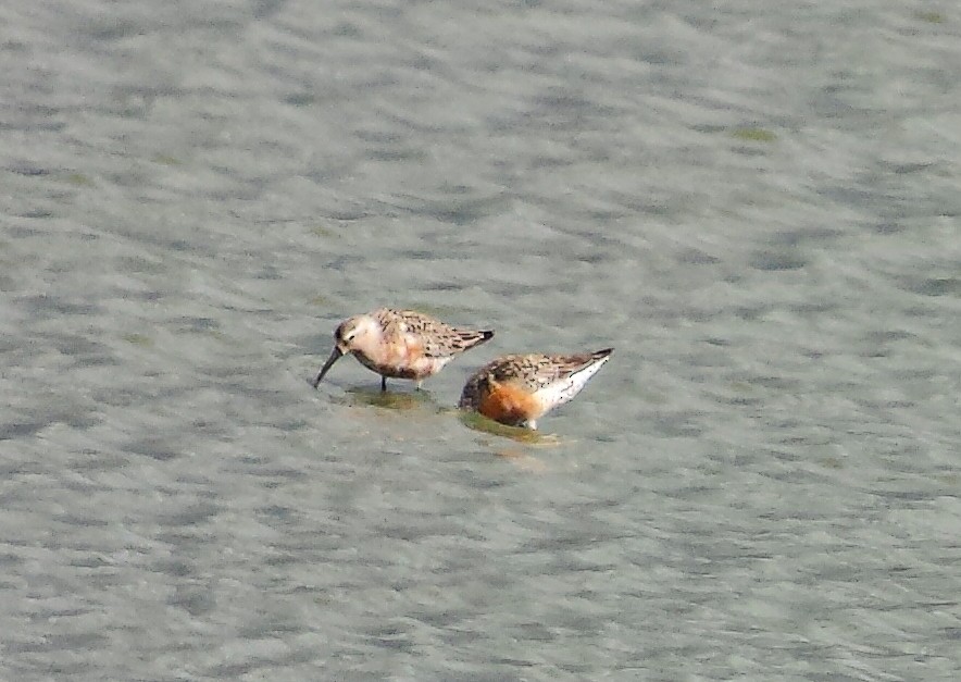 Curlew Sandpiper - ML554479001