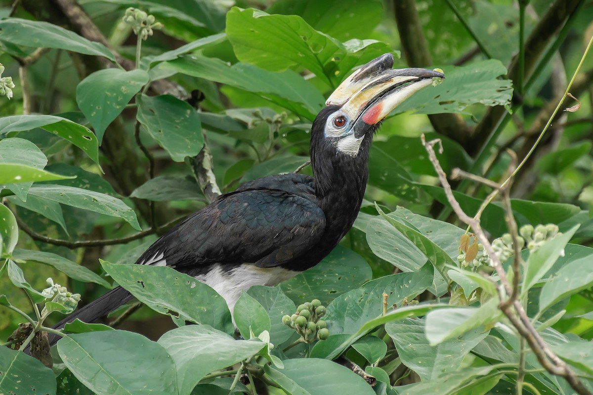 Oriental Pied-Hornbill - ML554479821