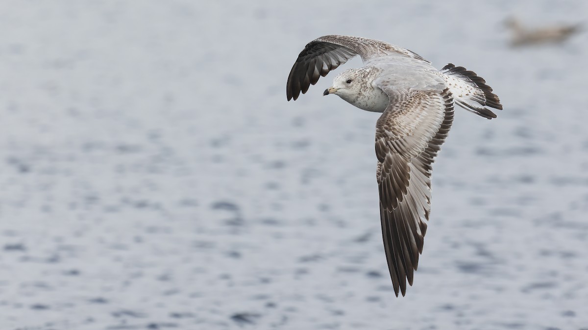 Ring-billed Gull - ML554480041