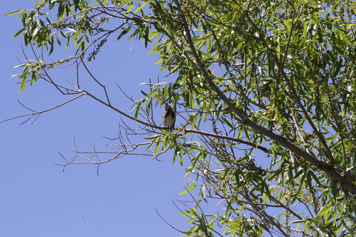 Yellow-rumped Warbler - ML554480431