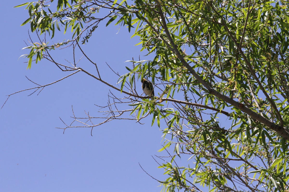 Yellow-rumped Warbler - ML554480441