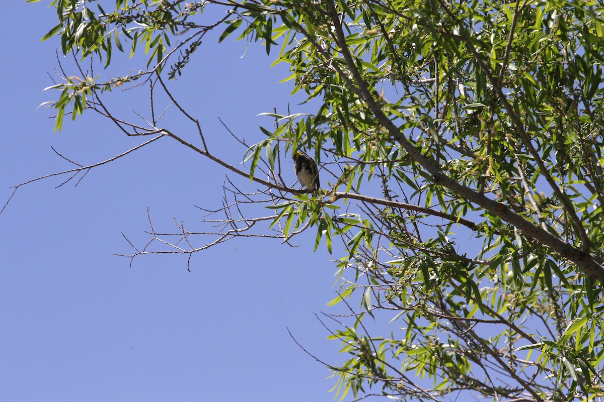 Yellow-rumped Warbler - ML554480451