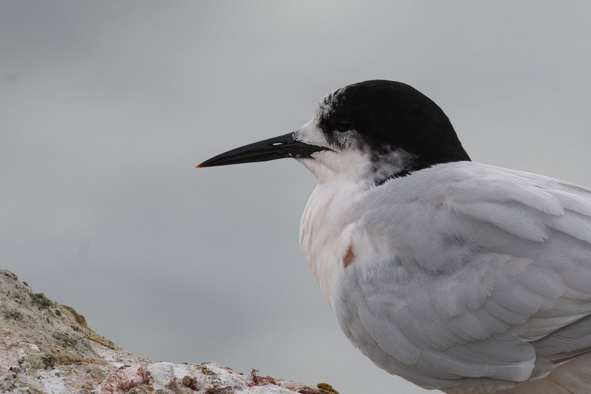 White-fronted Tern - ML554480821