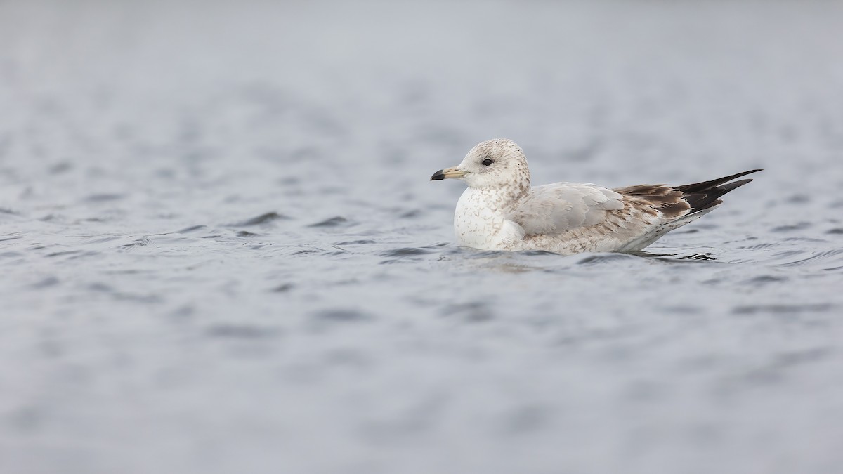 Ring-billed Gull - ML554481121