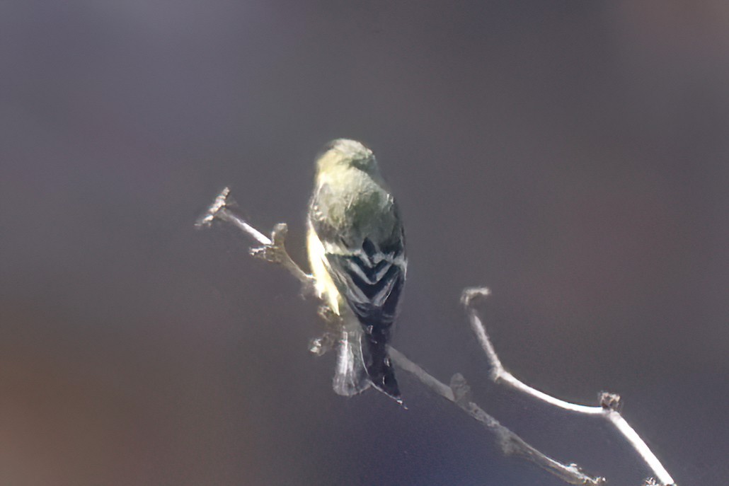 Lesser Goldfinch - ML554482061