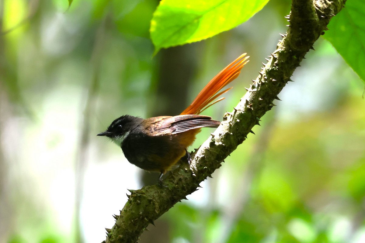 Rufous-tailed Fantail - ML554482361