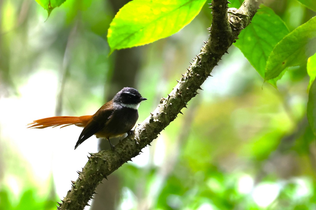 Rufous-tailed Fantail - ML554482371