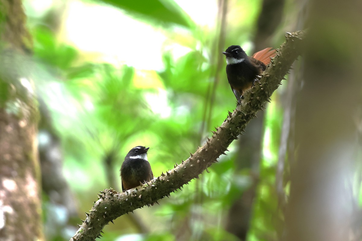 Rufous-tailed Fantail - ML554482381