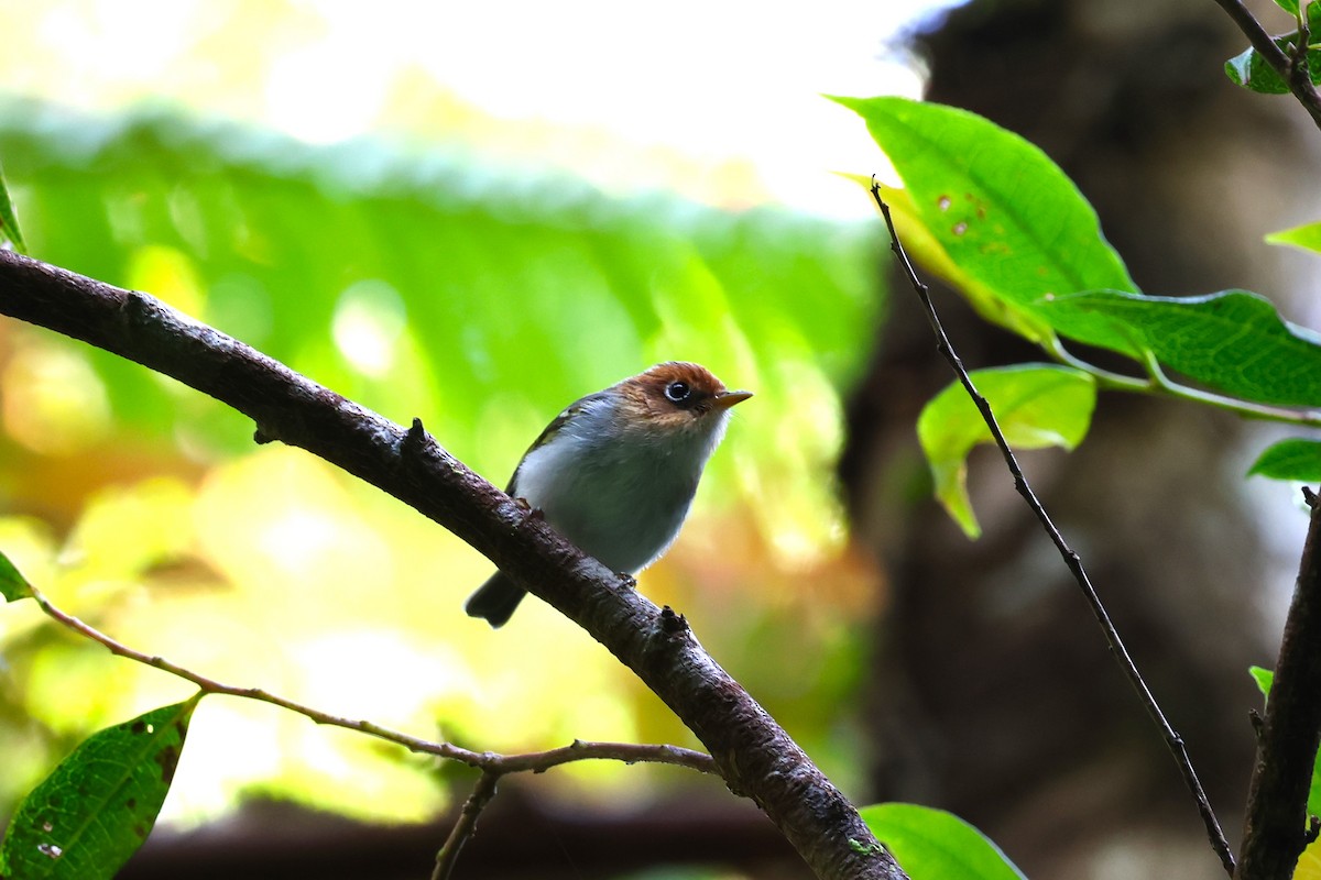 Sunda Warbler (Javan) - 志民 蘇