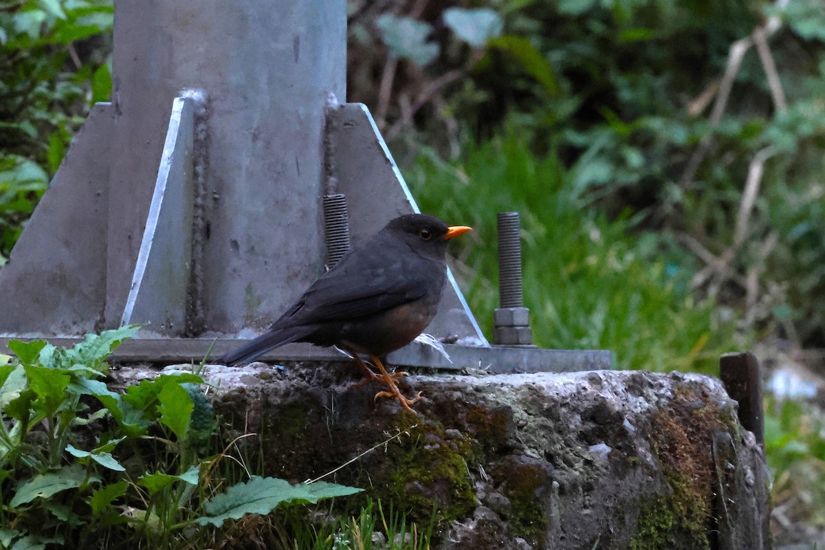 Island Thrush - ML554482731