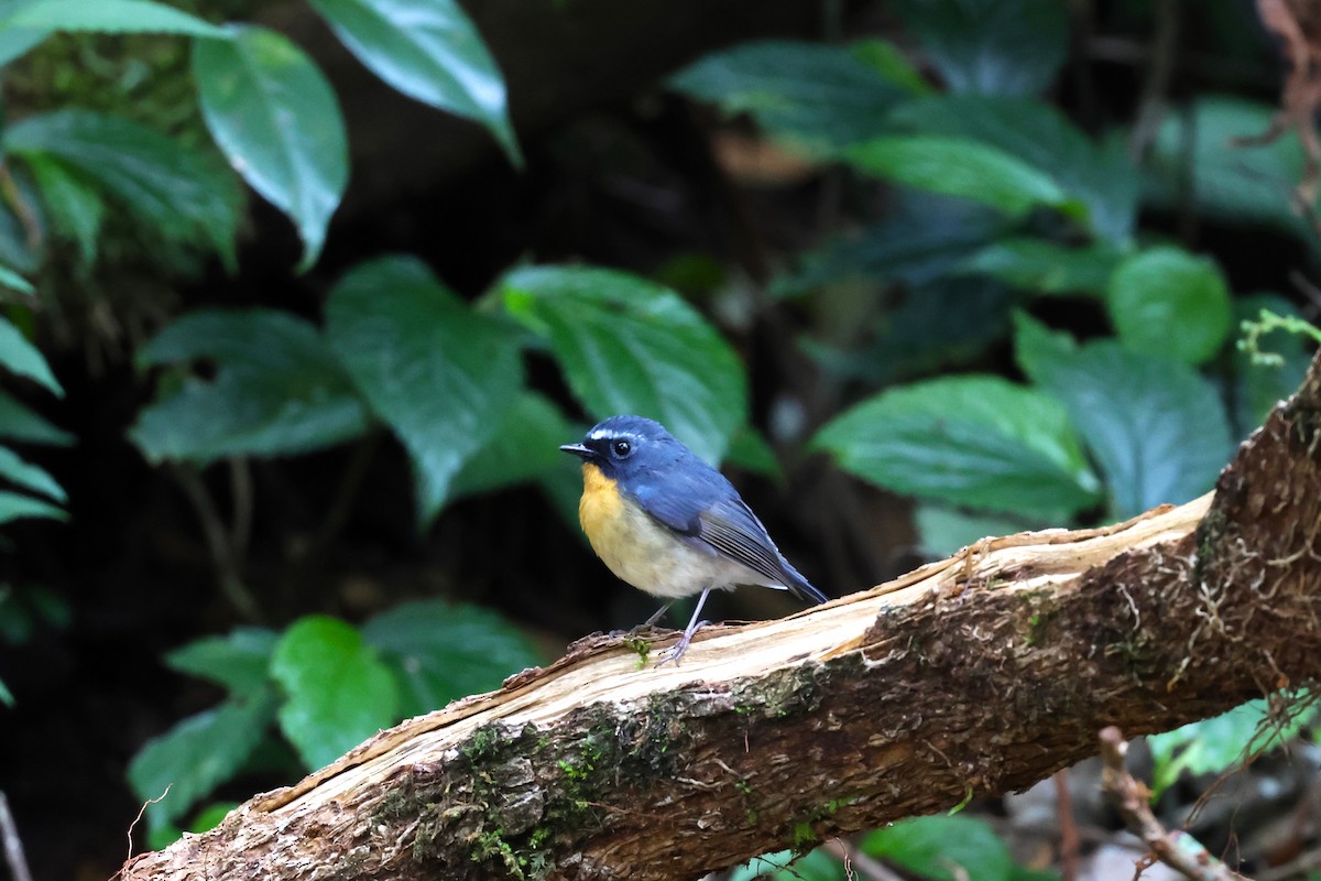 Snowy-browed Flycatcher - ML554482741