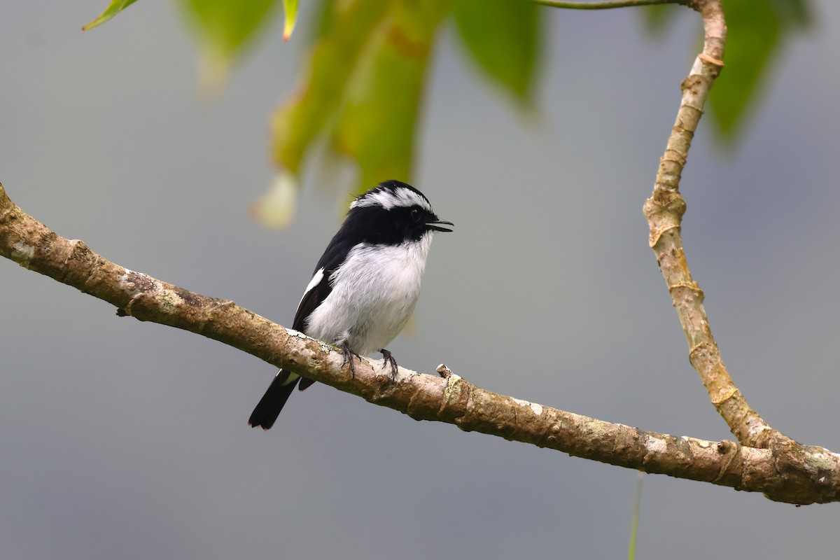 Little Pied Flycatcher - ML554482801