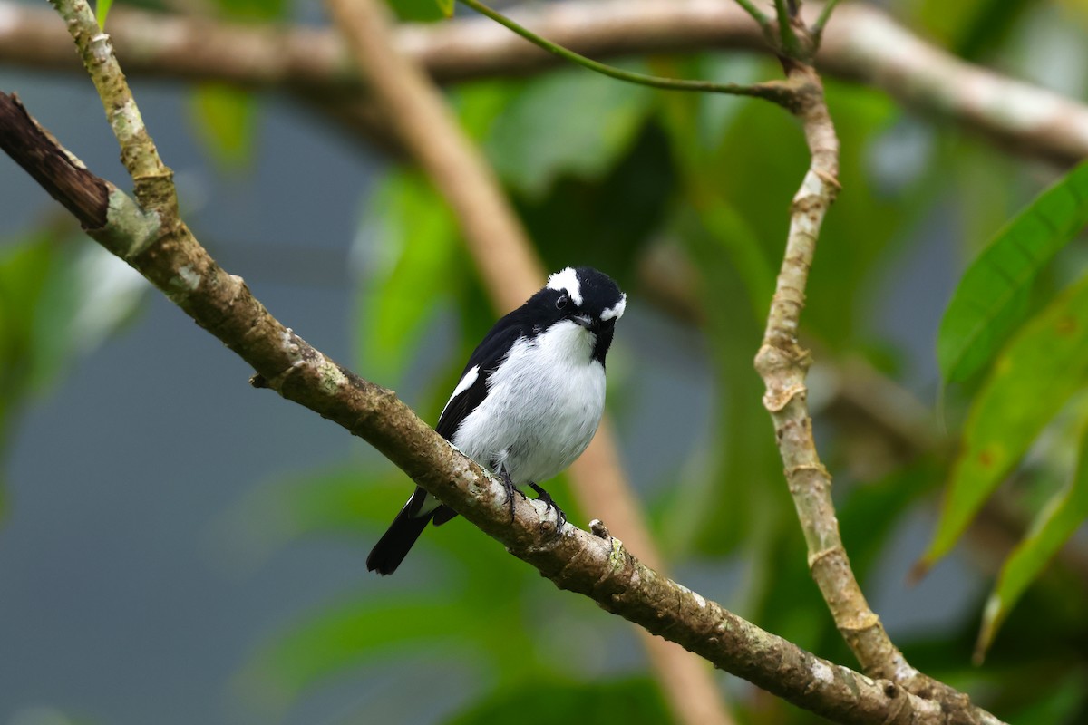 Little Pied Flycatcher - ML554482811