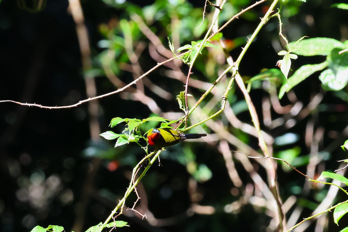 White-flanked Sunbird - ML554482911