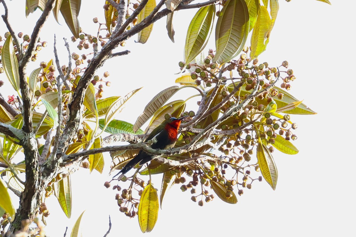 White-flanked Sunbird - ML554482921