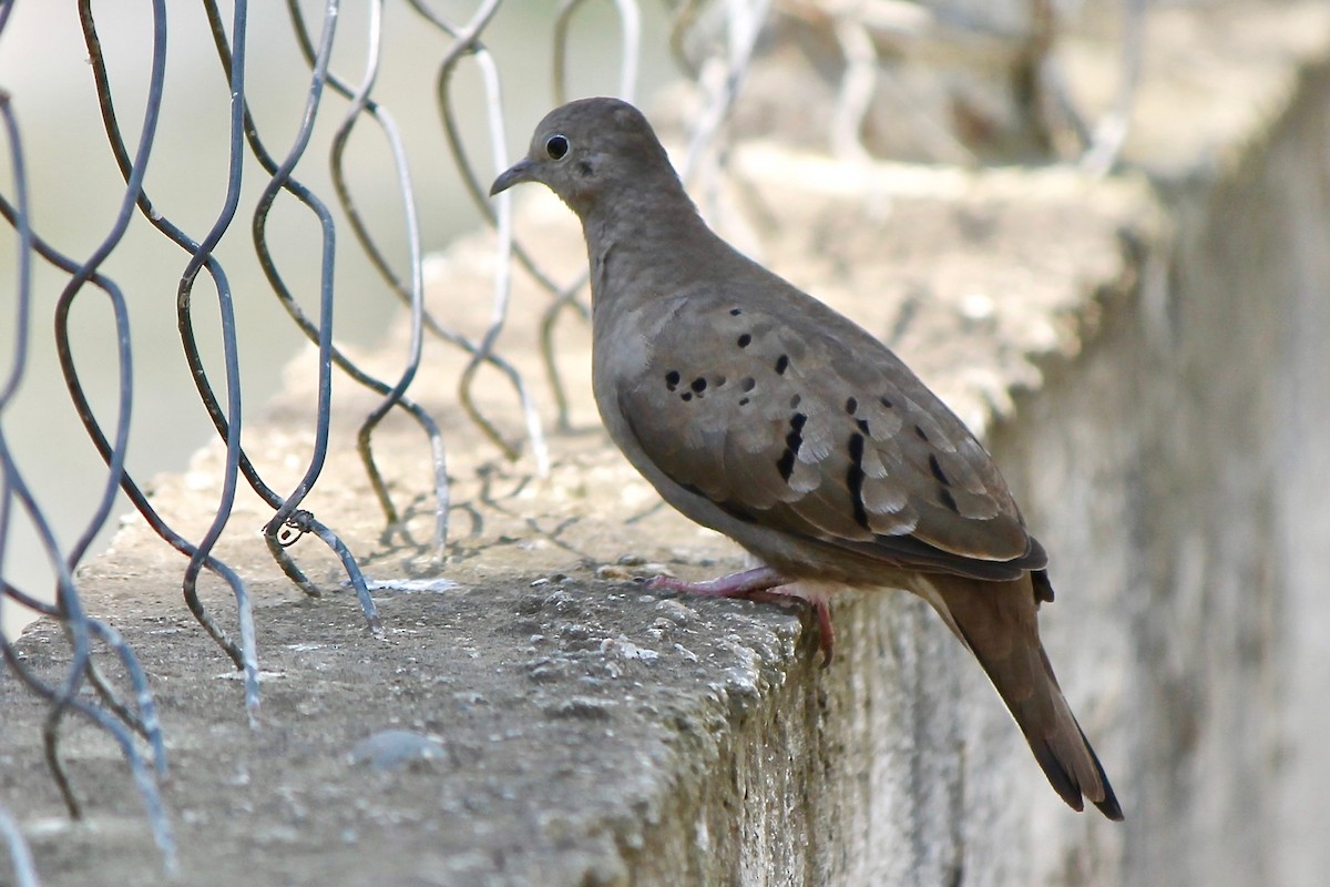 Ruddy Ground Dove - ML55448371