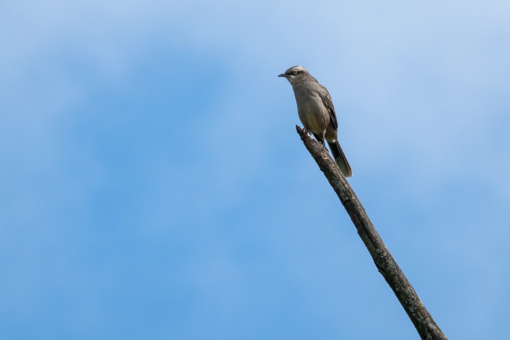 Chalk-browed Mockingbird - ML554484961