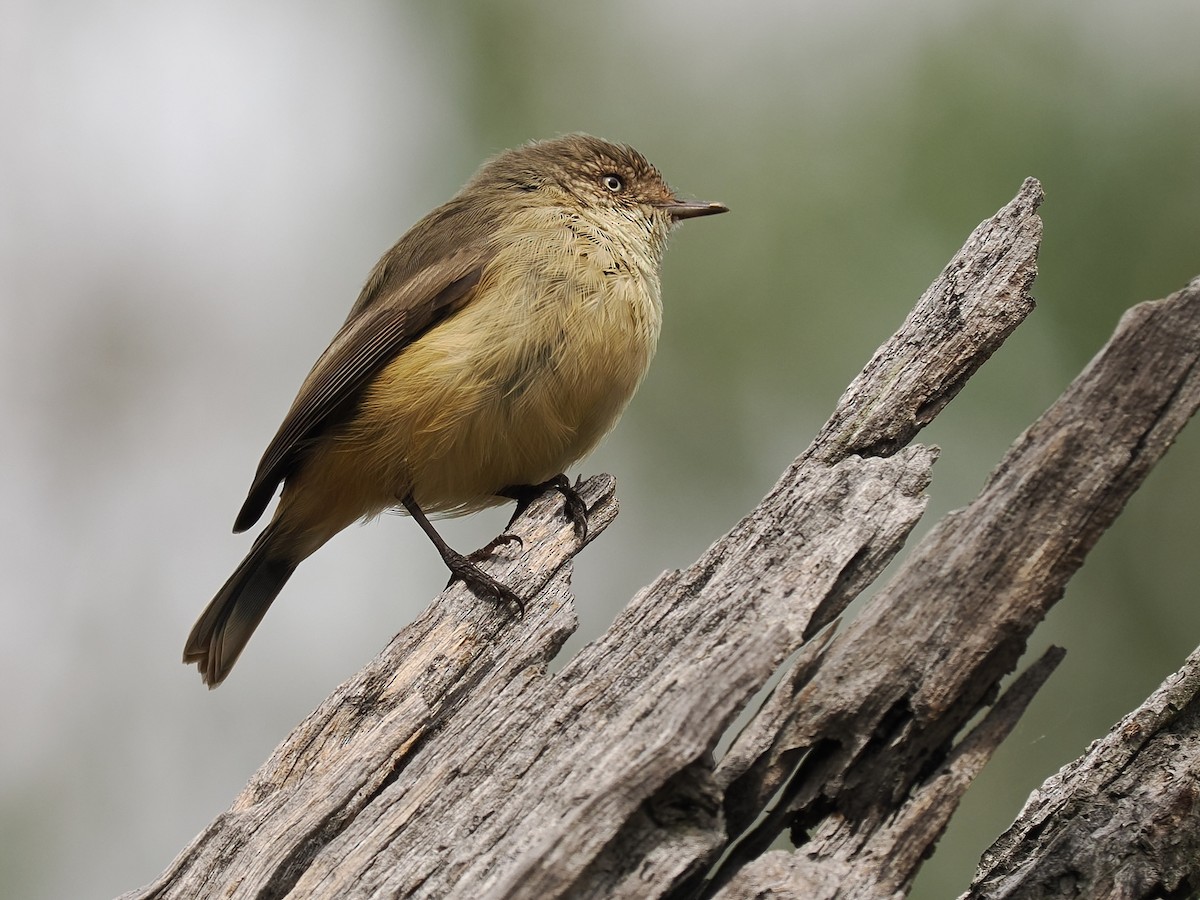 Buff-rumped Thornbill - Len and Chris Ezzy