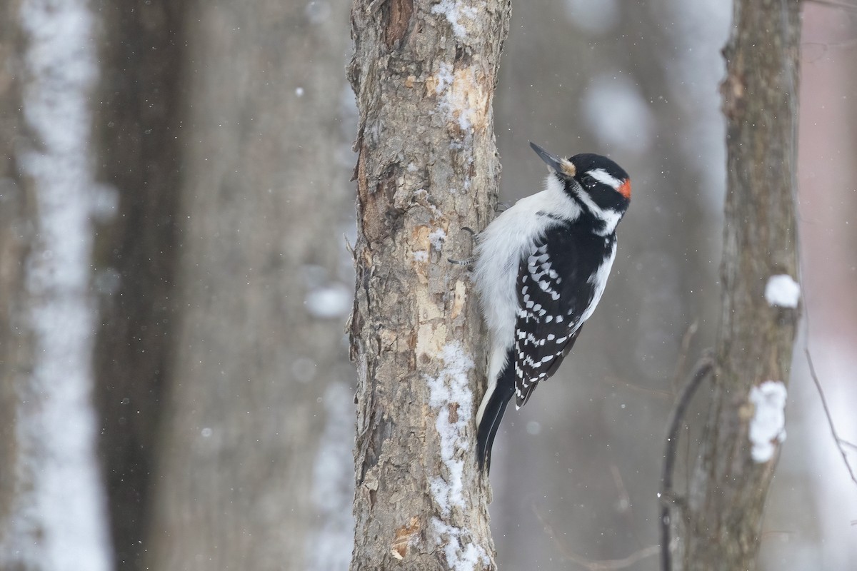 Hairy Woodpecker - ML554485621