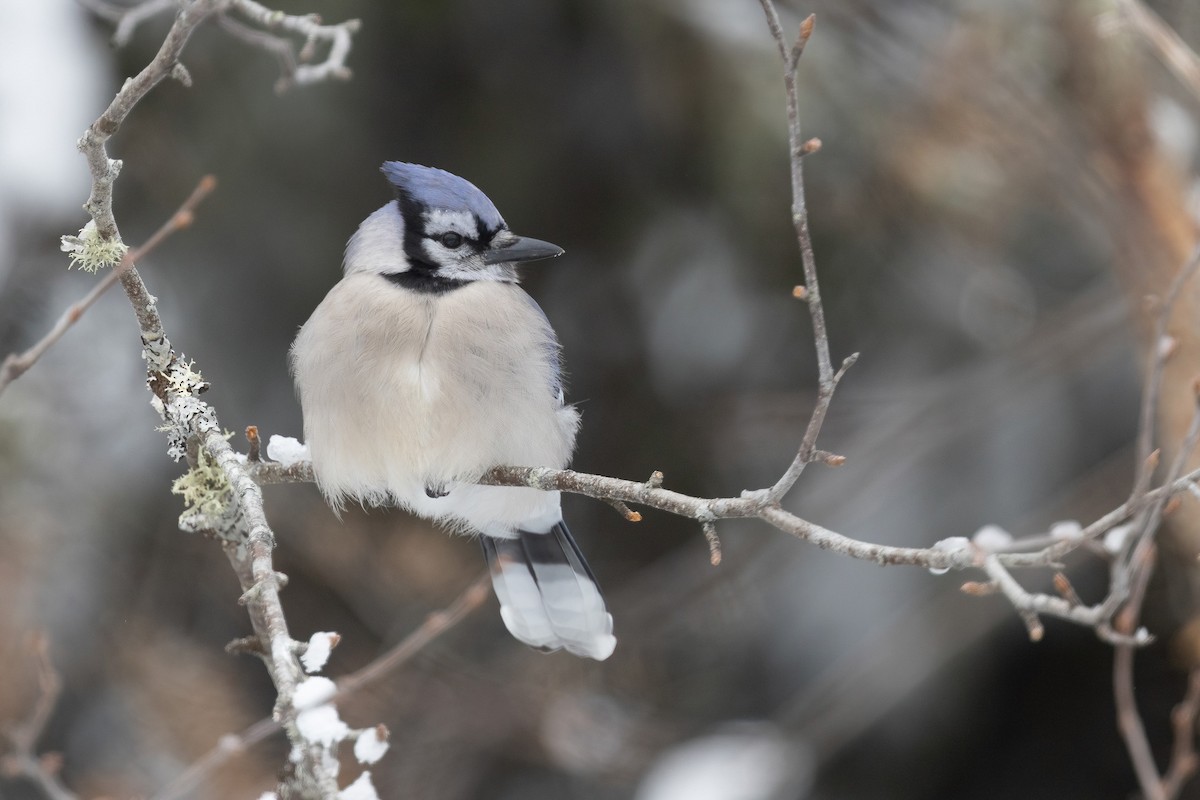 Blue Jay - ML554485681