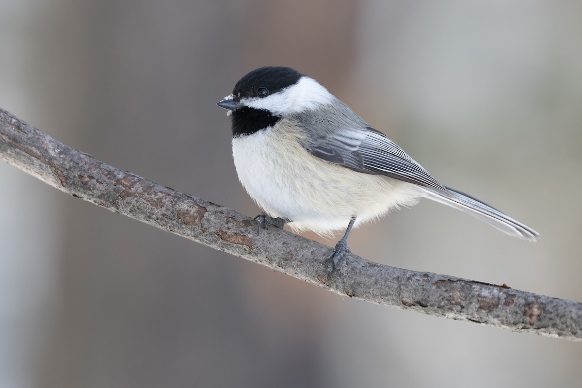 Black-capped Chickadee - ML554485701