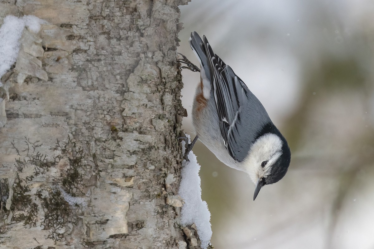 White-breasted Nuthatch - ML554485711