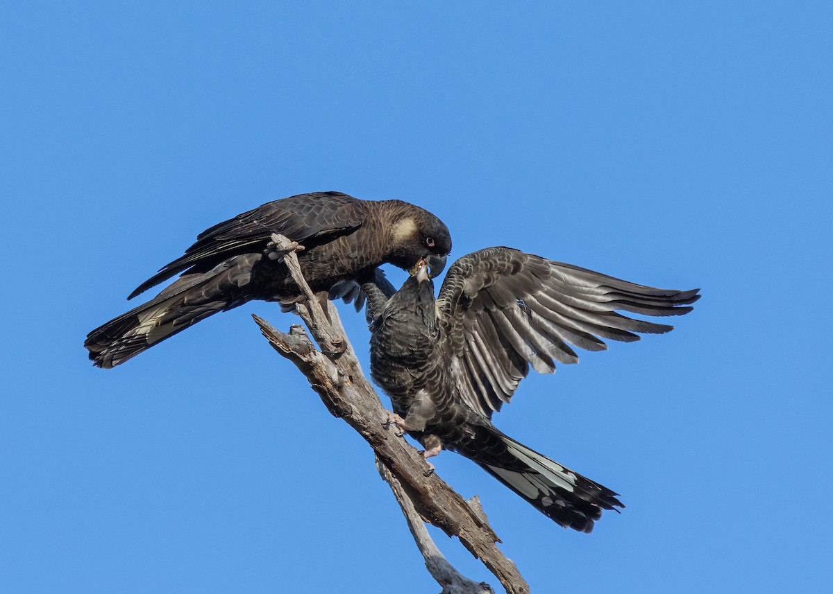 Baudin's Black-Cockatoo - Julie Clark