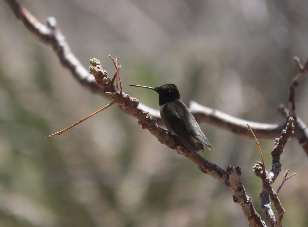 Broad-tailed Hummingbird - ML554486961