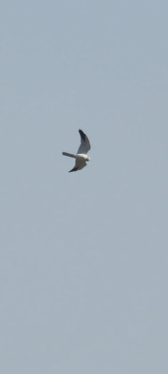 Pallid Harrier - Sergio Gonzalez