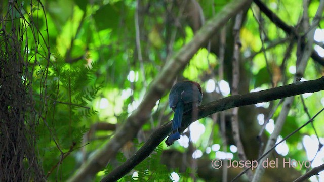 Motmot à bec large - ML554489131