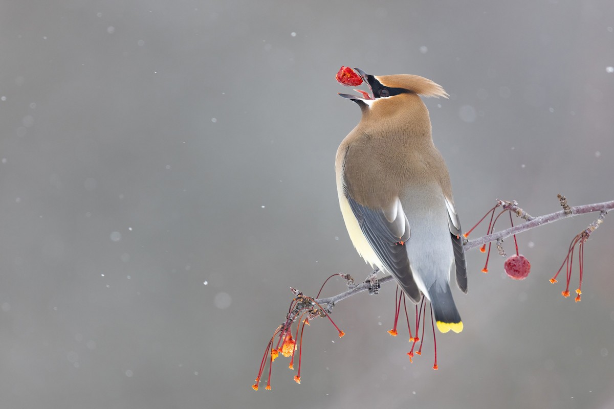 Cedar Waxwing - ML554489311