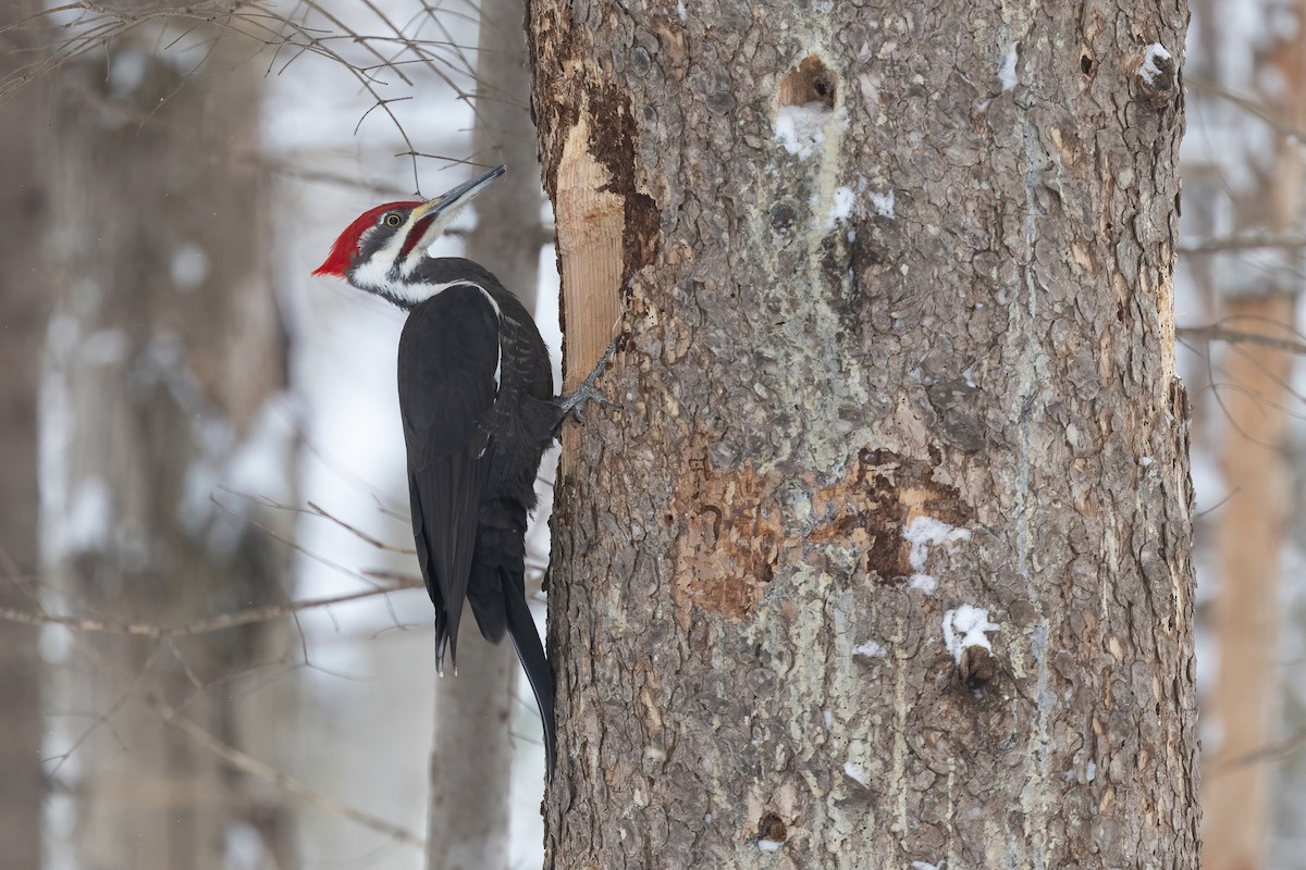 Pileated Woodpecker - ML554489501