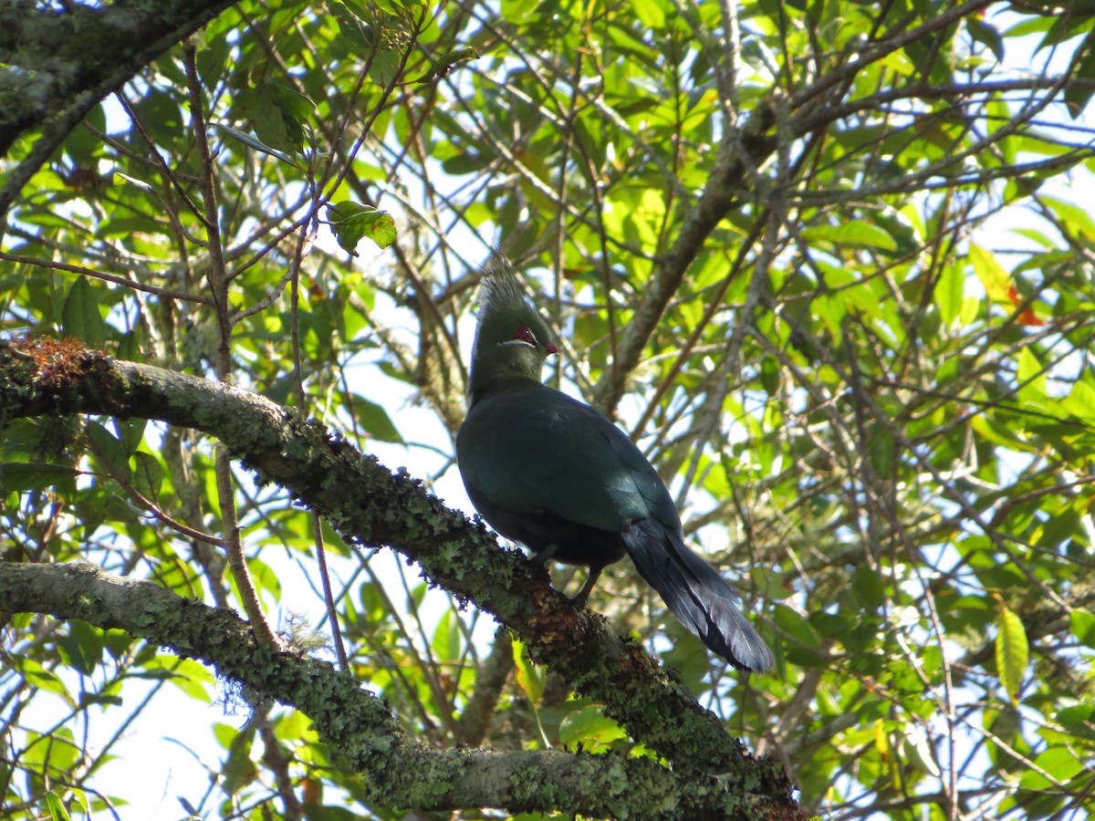 Livingstone's Turaco - ML554489541