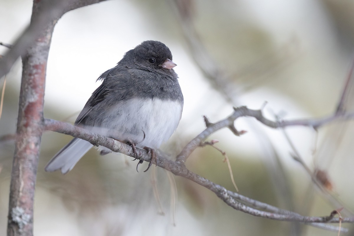 Junco Ojioscuro - ML554489581