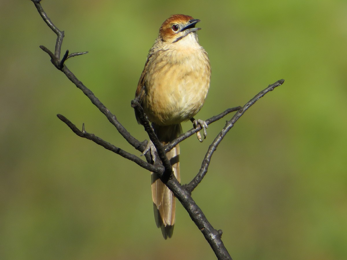 Cape Grassbird - ML554489851