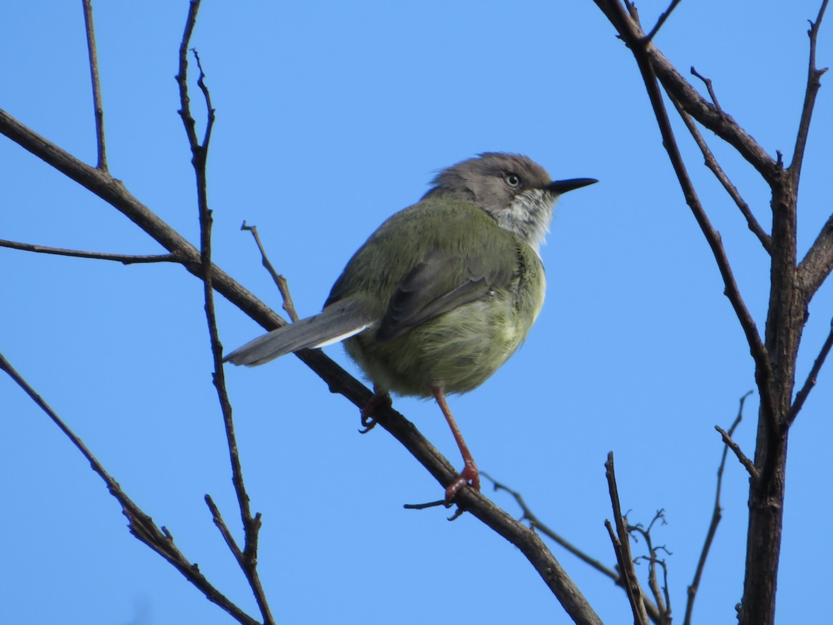 Bar-throated Apalis - ML554490641