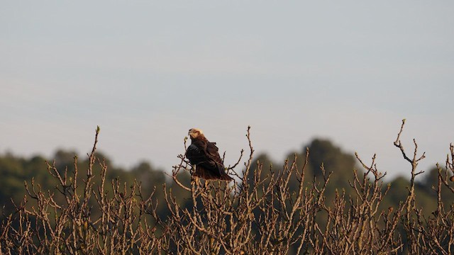 Western Marsh Harrier - ML554491021