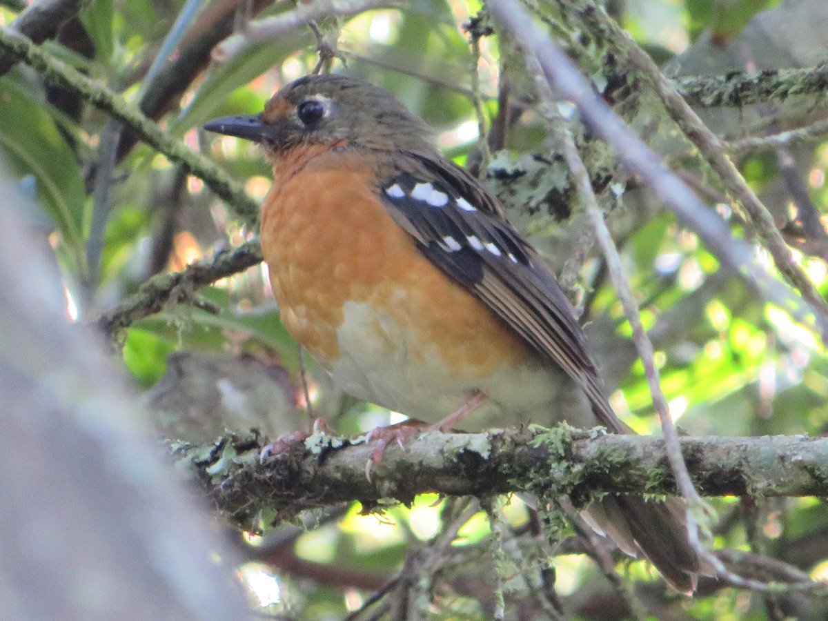 Orange Ground-Thrush - ML554491221