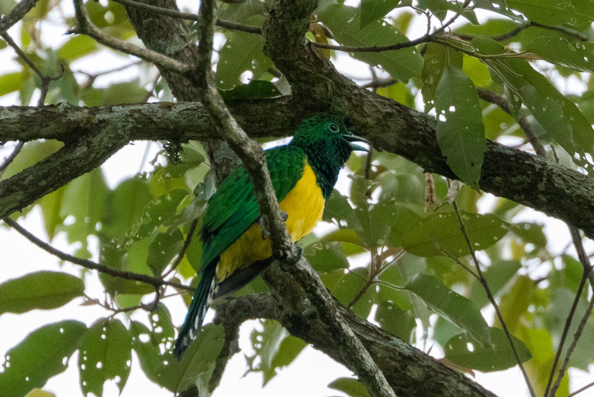 African Emerald Cuckoo - ML554492051