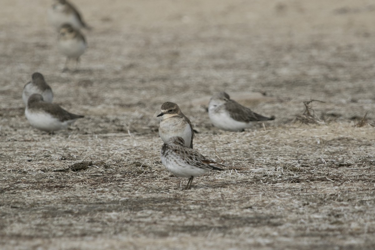 Broad-billed Sandpiper - ML554492351