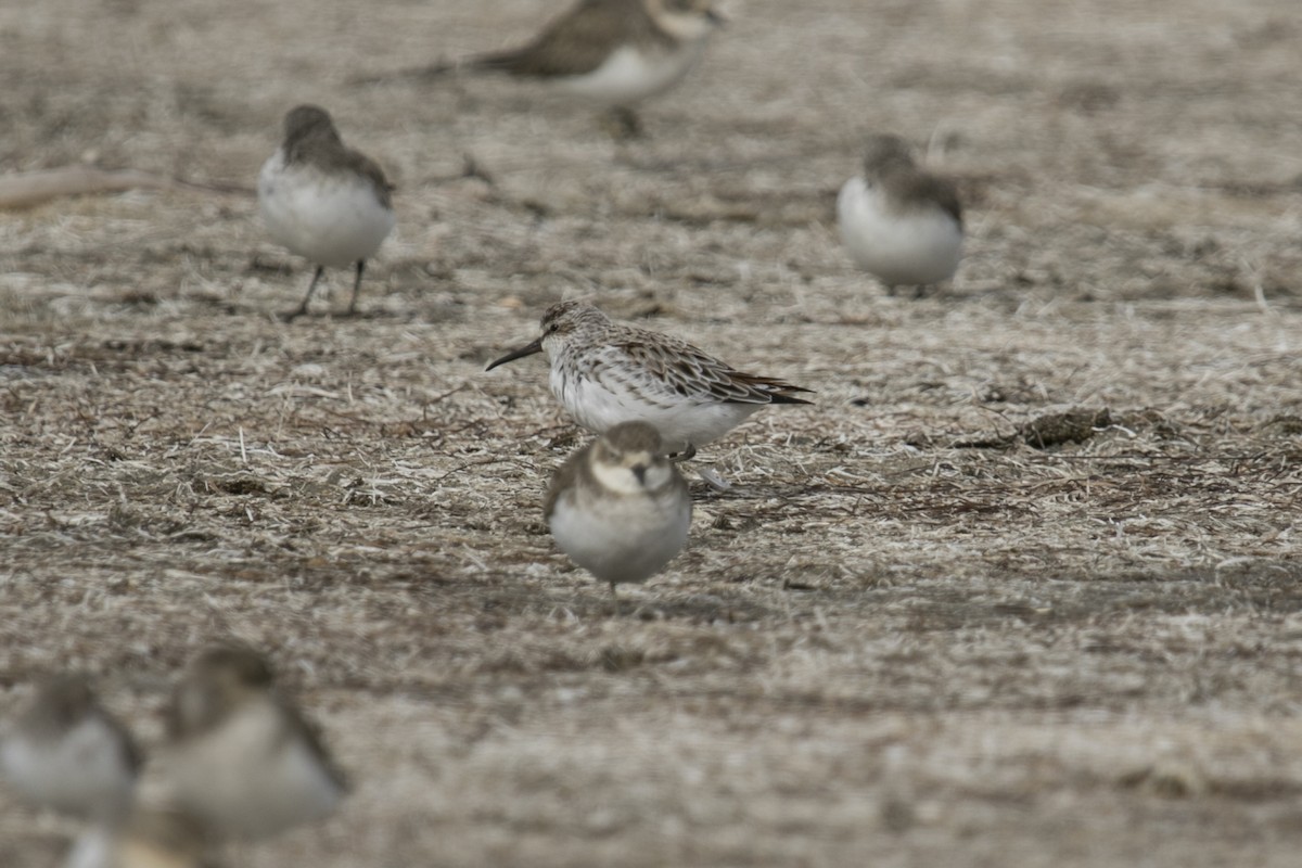 Broad-billed Sandpiper - ML554492361