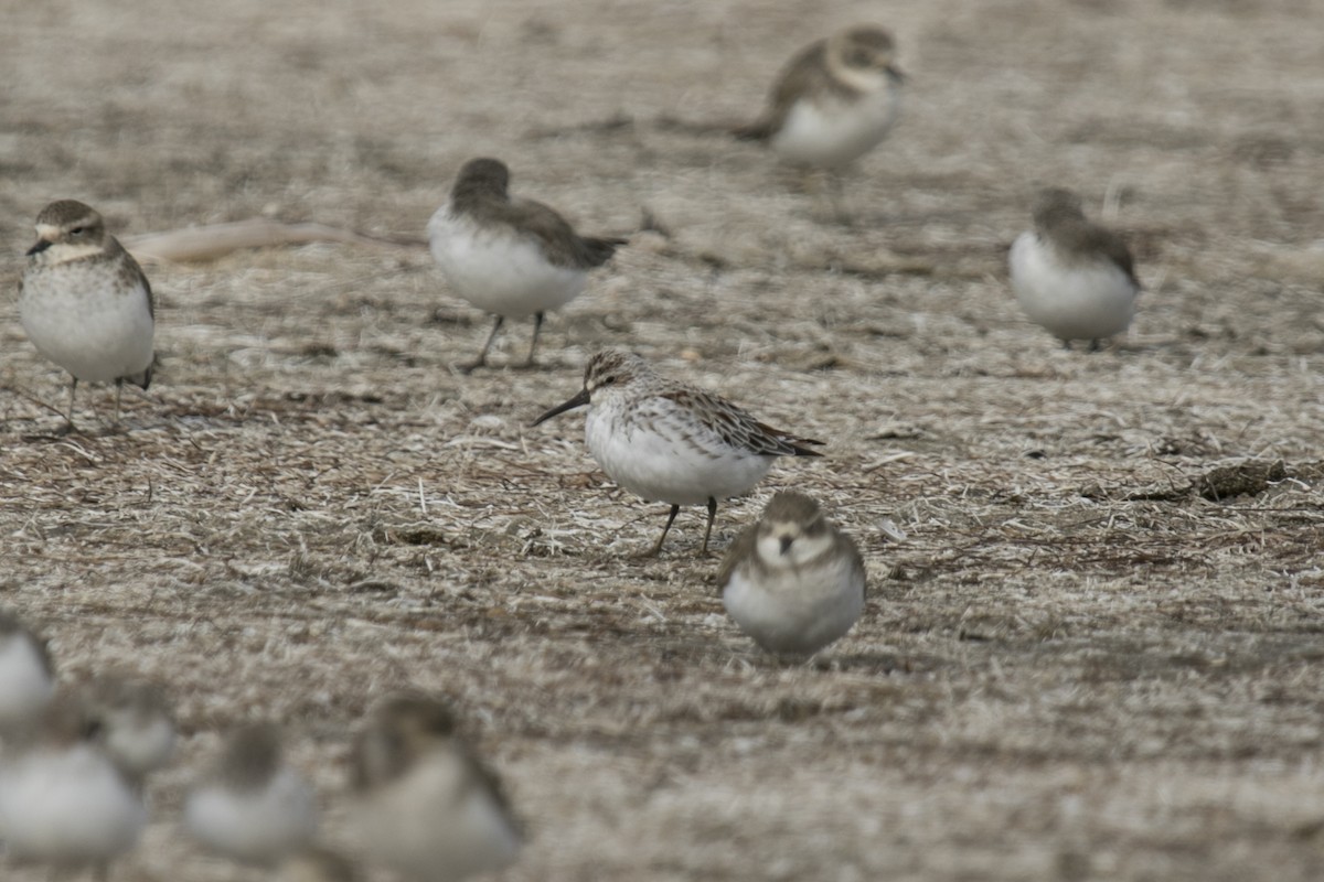 Broad-billed Sandpiper - ML554492371