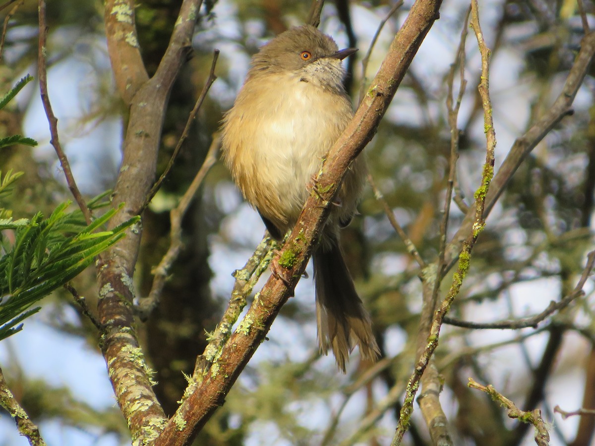Roberts's Warbler - ML554492441